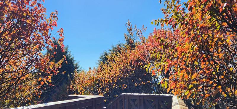 小笠原觀景平台臺灣紅榨楓楓紅八成