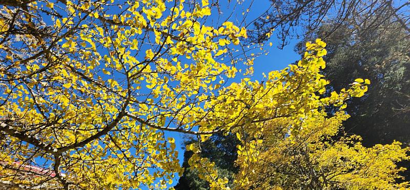 金色耶誕節 慈雲寺前銀杏金黃