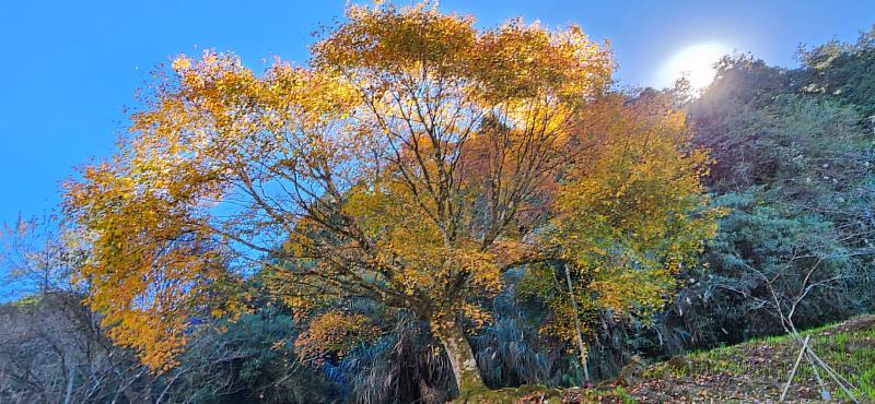 阿里山大型車迴轉趨前青楓黃澄