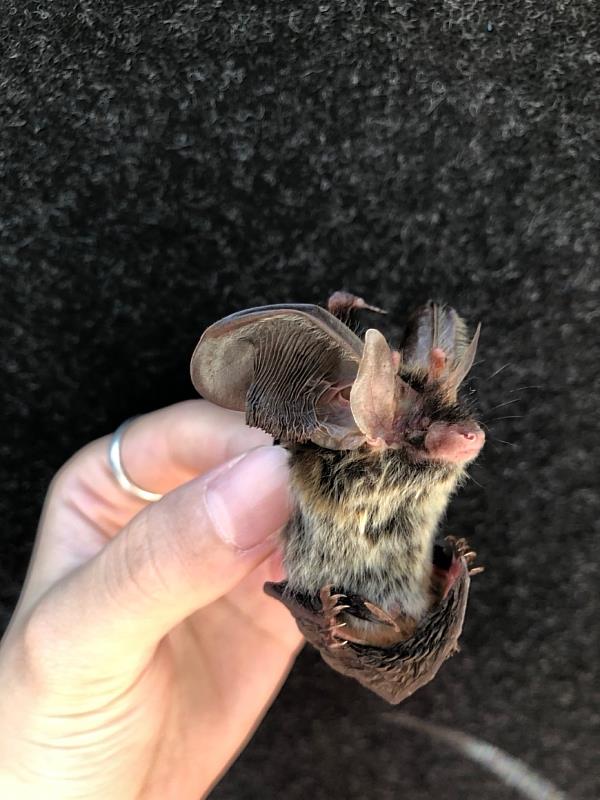 臺灣長耳蝠為臺灣特有種，大大的耳朵非常可愛