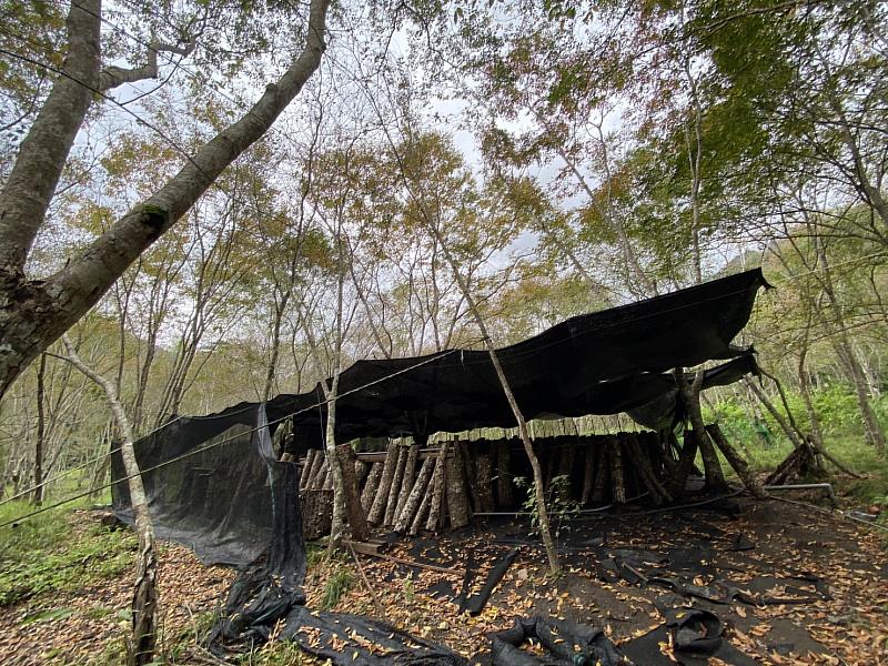 社員李重勳率先試種林下經濟-段木香菇