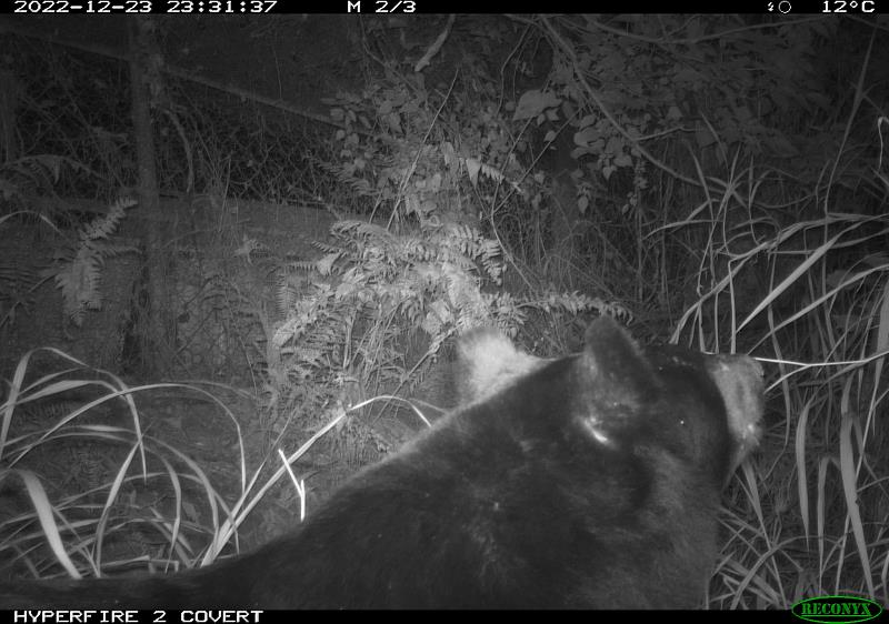 自動相機拍攝到黑熊