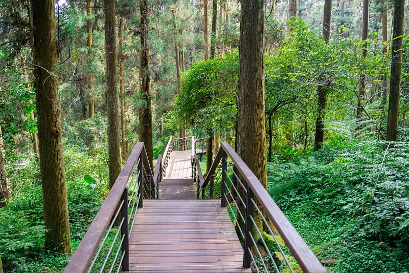 奮起湖杉林木棧道