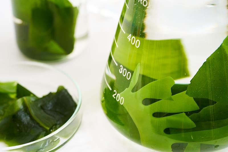 褐藻醣膠經冷水萃取可保留較多活性