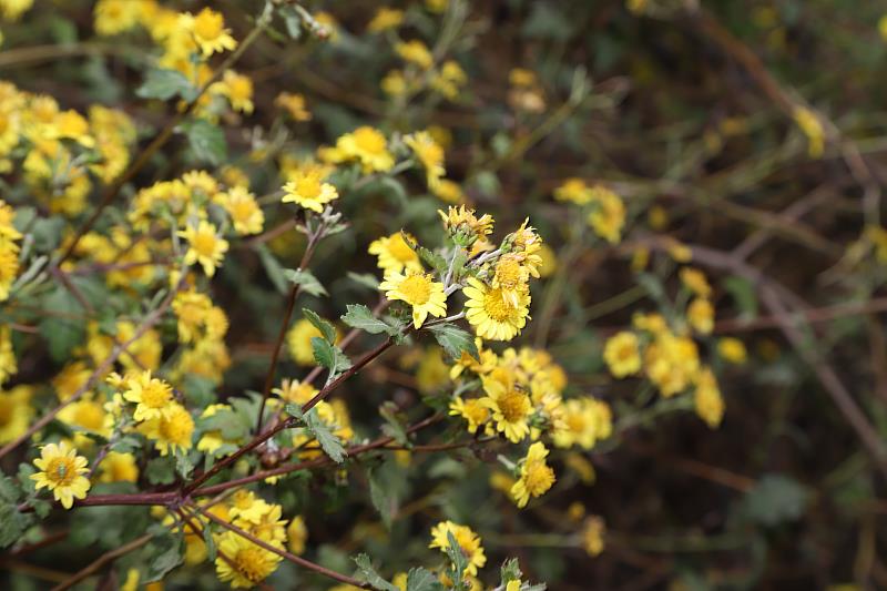雙喜臨門！嘉義縣鹿草垃圾焚化廠促參案揭牌 阿里山油菊成功復育