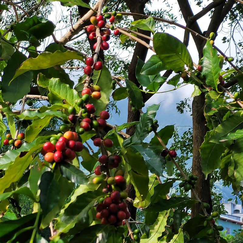 咖啡豆田間自然生長狀況(2)