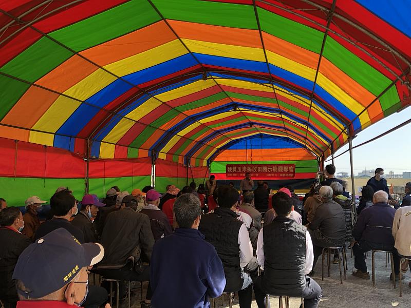 國產硬質玉米採收觀摩會