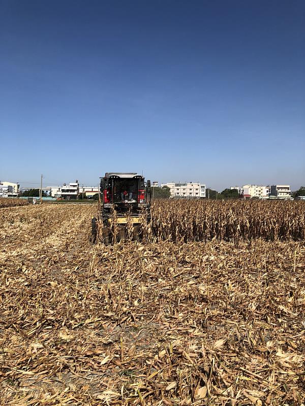 國產硬質玉米採收照片
