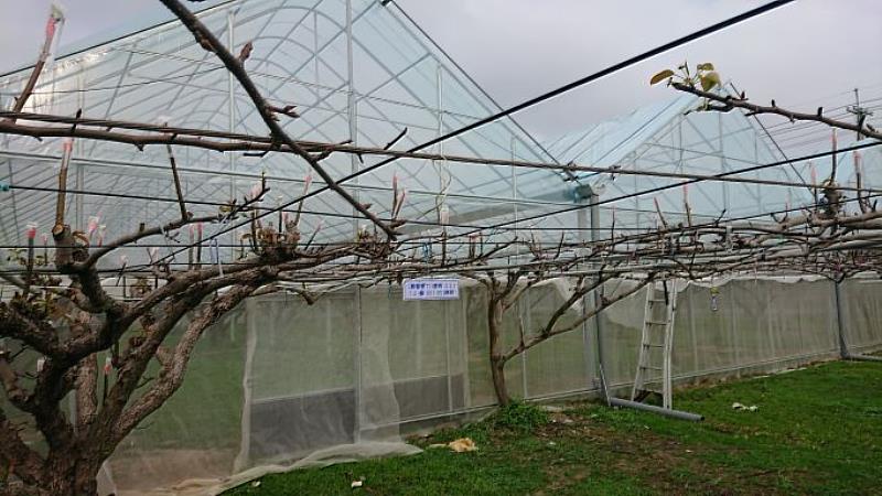 高接梨穗防雨設施外觀