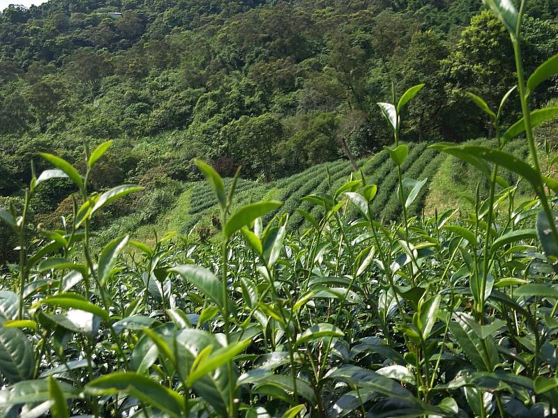 天然茶莊茶園美景