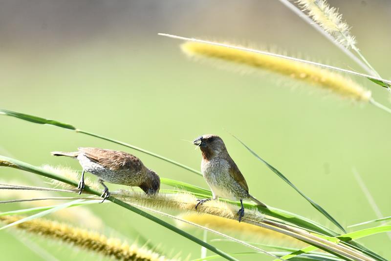 世界濕地日   臺東縣府歡迎大家來欣賞臺東濕地之美  享受慢生活