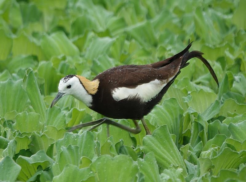 112年濕地日-海豐