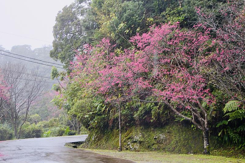 於二格道路、北47線及47-1線沿途已經可以看到許多換上粉色新裝的櫻花樹.jpg