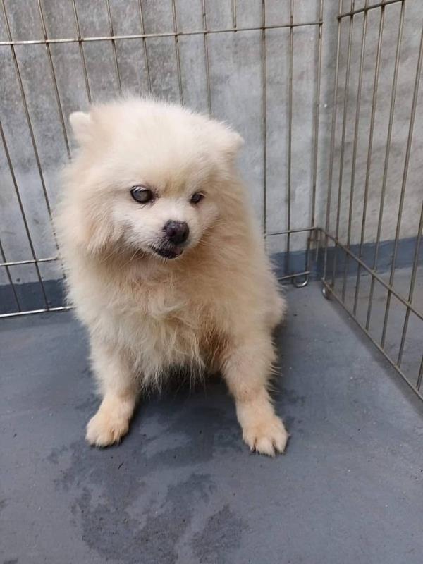 繁殖場棄養老犬遭撤證列管 民眾拍手叫好-2