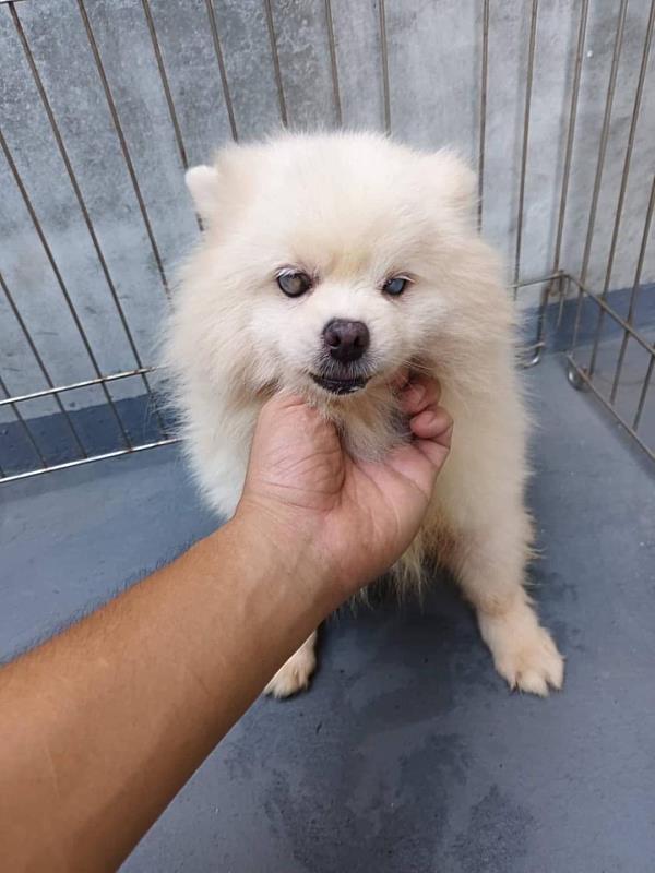 繁殖場棄養老犬遭撤證列管 民眾拍手叫好-3