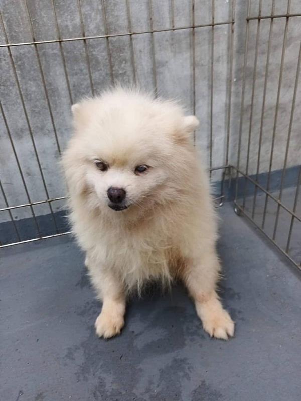 繁殖場棄養老犬遭撤證列管 民眾拍手叫好-4