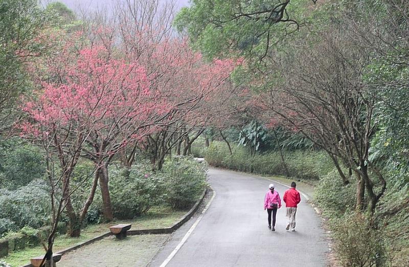 風景清幽，櫻花秘「徑」一早就有民眾特地來賞櫻