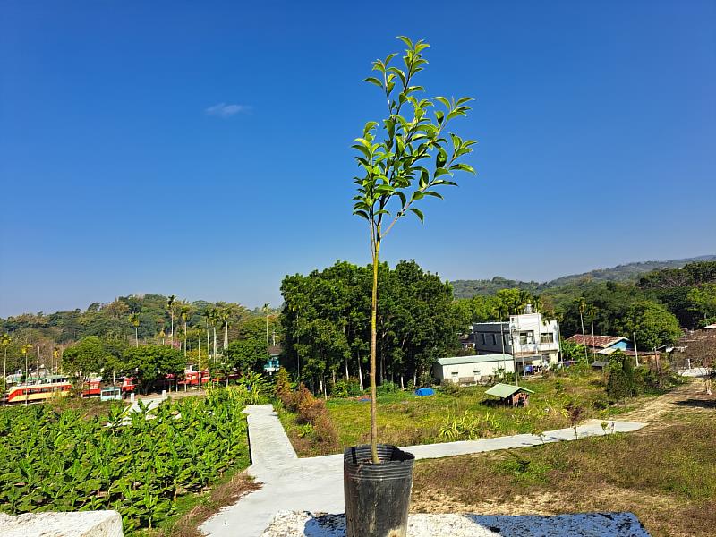 耐空污紅果翠葉的鐵冬青