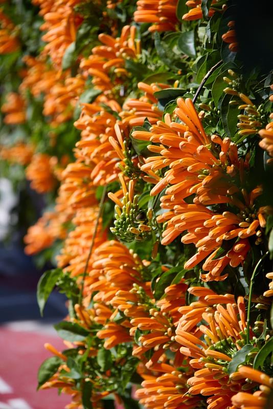 園內喜氣橘橙橙的炮仗花