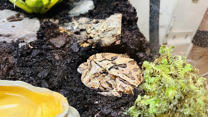 熱博彩魚新視界療癒系觀賞魚展示，推廣屏東驕傲