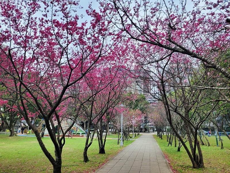 林口小熊公園櫻花大道