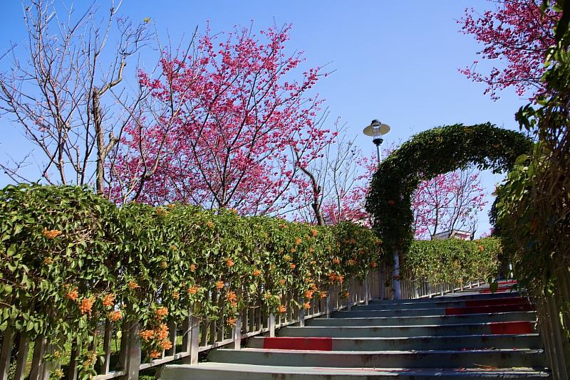 鶯歌永吉公園櫻花及炮仗花盛開中