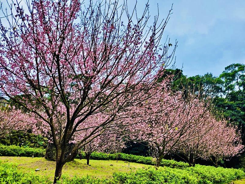 淡水天元宮三色櫻花期已到尾聲，3月中將迎來粉嫩吉野櫻盛開期