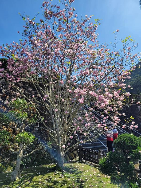 庭園的木蘭花盛開中.jpg