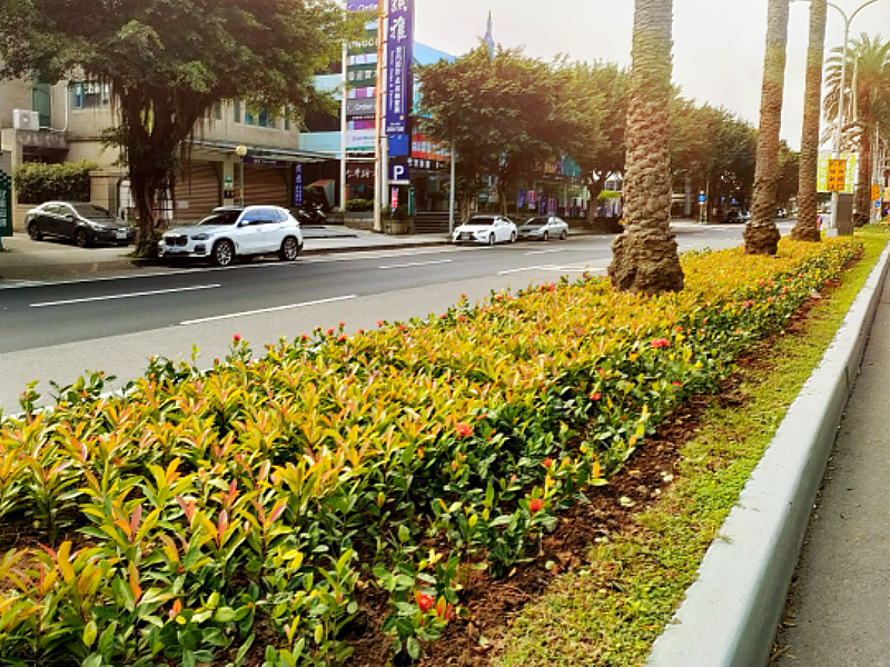 景觀廊道林口文化一路以既有蒲葵為基底，點綴開花灌木，營造豐富多樣的道路景緻