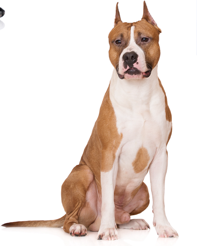 比特犬未完成登記及絕育 臺東縣動防所將開罰飼主最高25萬元