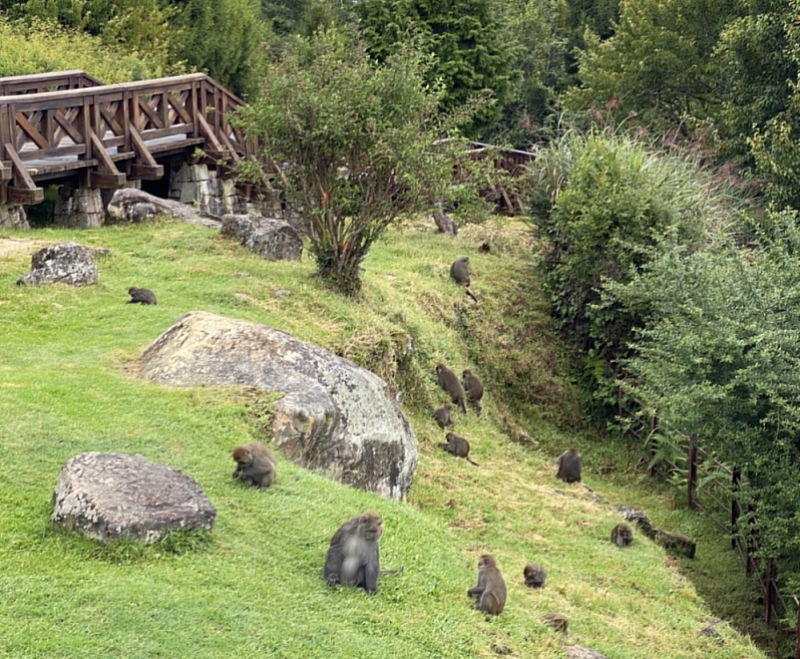 經調查阿里山國家森林遊樂區祝山猴群數量約有20隻，常出現於祝山觀日平台至小笠原觀景台