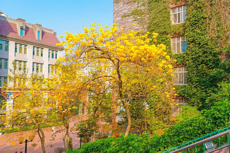 朝陽科大一年四季都是賞花的人氣景點，不僅是電視偶像劇的拍攝場景，也是婚紗公司的熱門取景地。