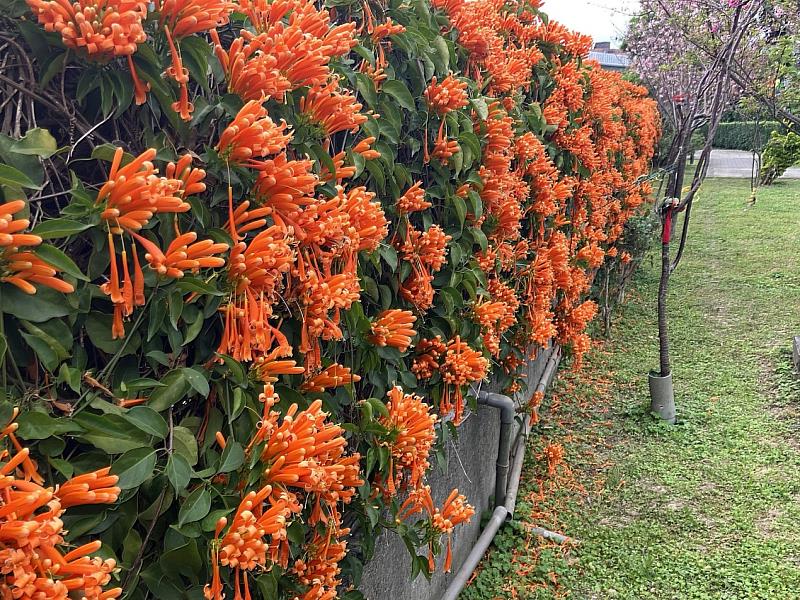 泰山黎明步道花園盛開繽紛的炮仗花
