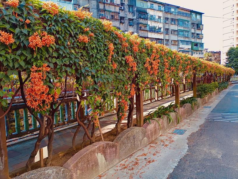 土城希望之河水畔兩岸充滿延伸感的炮仗花海