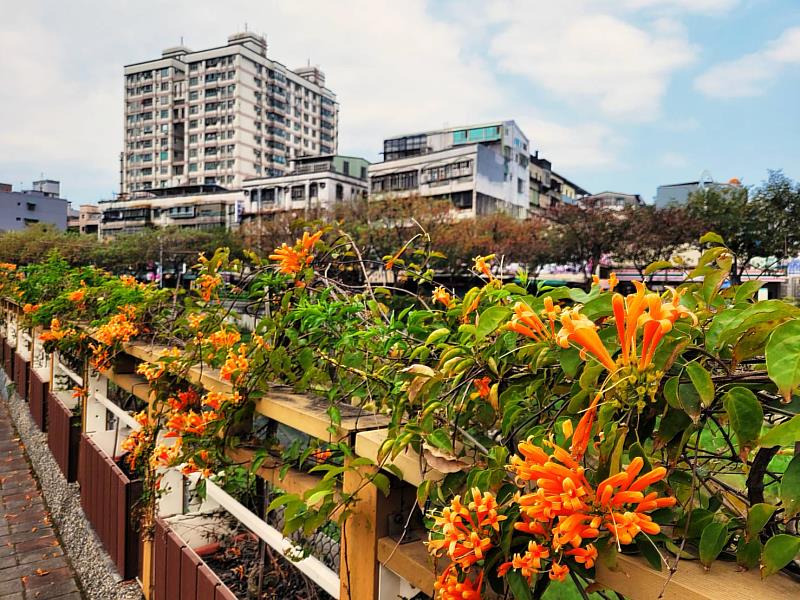 蘆洲鴨母港綿延百尺以上的炮仗花牆，伴隨微風吹拂，搖曳的身影好似喜氣洋洋的鞭炮雨