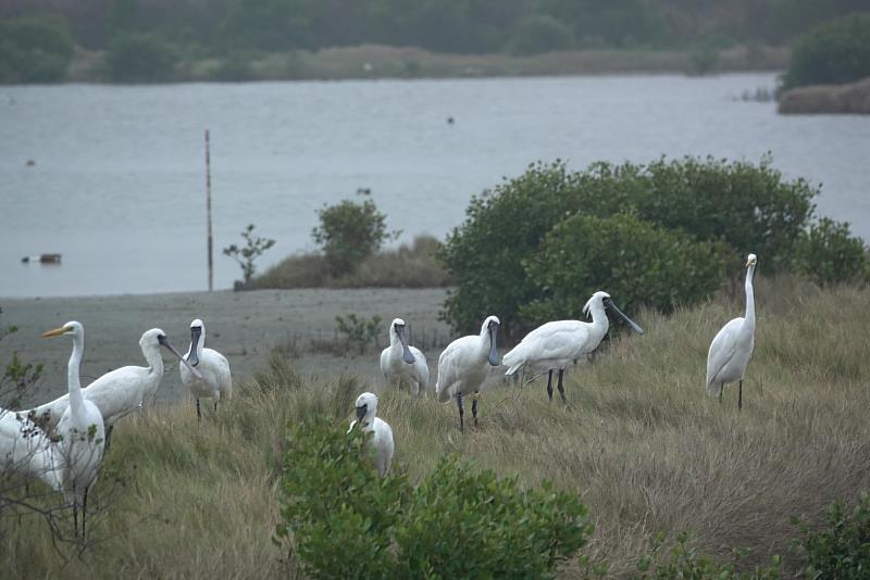 嘉縣首創布袋賞鳥季 打造西南沿海濕地旅遊熱點-2