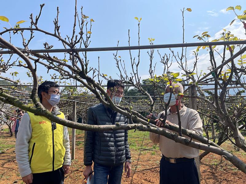 2月連續低溫造成高接梨穗無法開花，嫁接成功率低