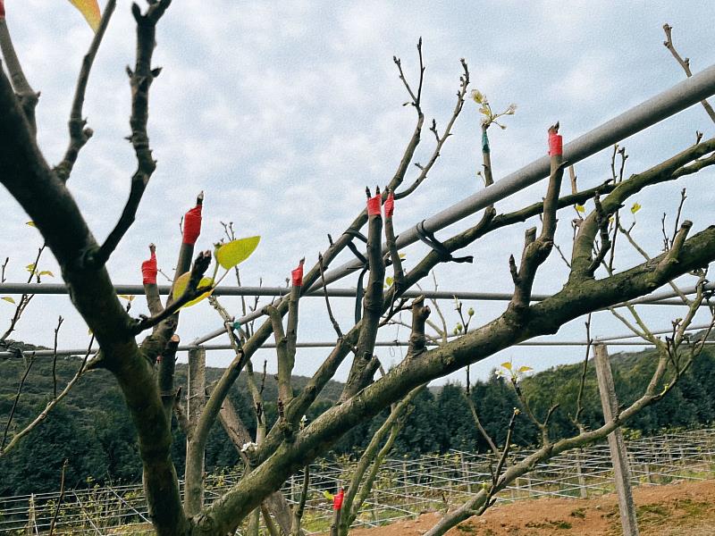 農委會公告淡水為辦理高接梨穗2月下旬低溫農業天然災害現金救助地區