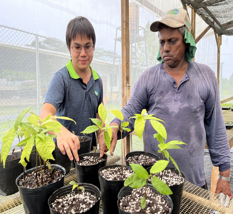 駐帛琉技術團食品加工役男林煒軒，運用在地可可樹種原，協助帛琉創造具商機的在地巧克力。