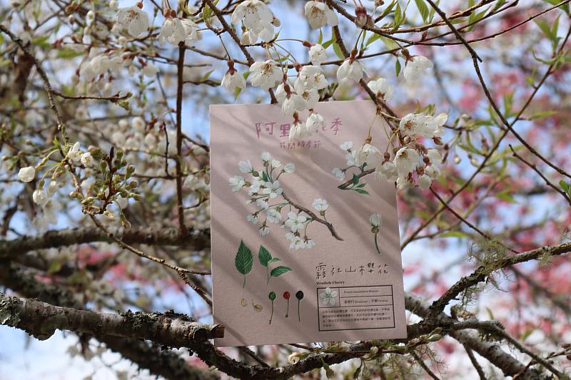 旅客服務中心1樓販售限定版櫻花明信片(霧社山櫻花)