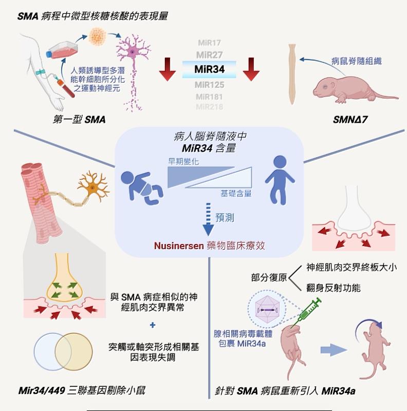 研究發現一個微型核糖核酸家族—microRNA-34(MiR34)—會參與脊髓性肌肉萎縮症（Spinal muscular atrophy, SMA）的病程發展