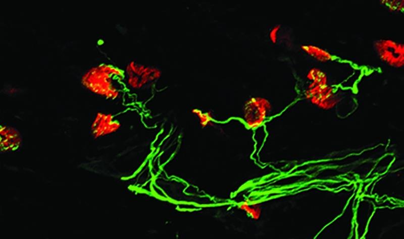 神經肌肉交界構造的免疫螢光染色示意照片