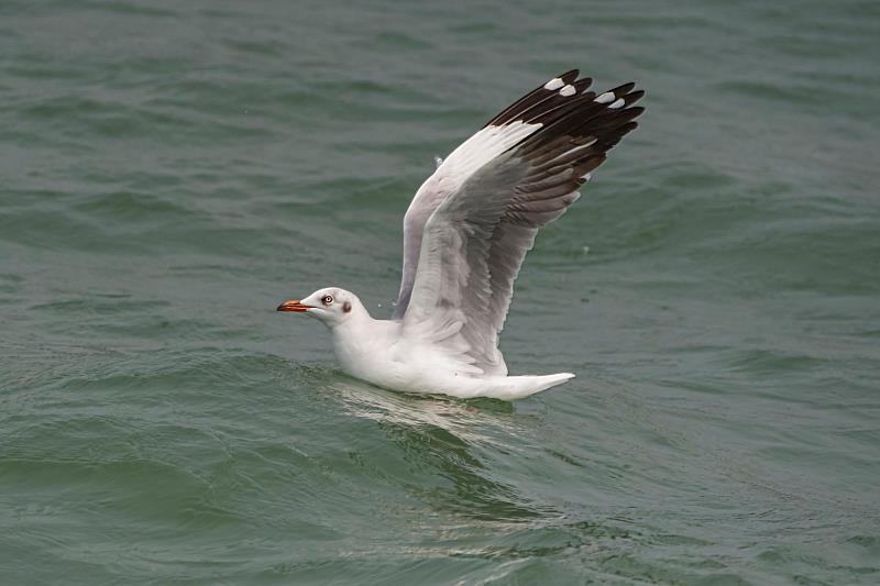 棕頭鷗驚現蹤布袋漁港 嘉義縣政府邀民眾來嘉賞鳥趣（鳥友王健得提供）