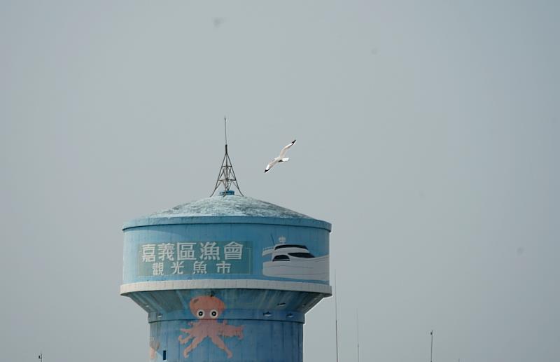 棕頭鷗驚現蹤布袋漁港 嘉義縣政府邀民眾來嘉賞鳥趣（鳥友簡鴻傑提供）