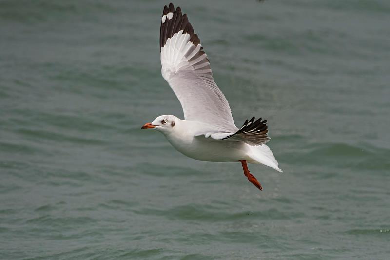 棕頭鷗驚現蹤布袋漁港 嘉義縣政府邀民眾來嘉賞鳥趣（鳥友王健得提供）