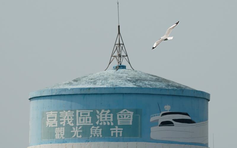 棕頭鷗驚現蹤布袋漁港 嘉義縣政府邀民眾來嘉賞鳥趣（鳥友簡鴻傑提供）