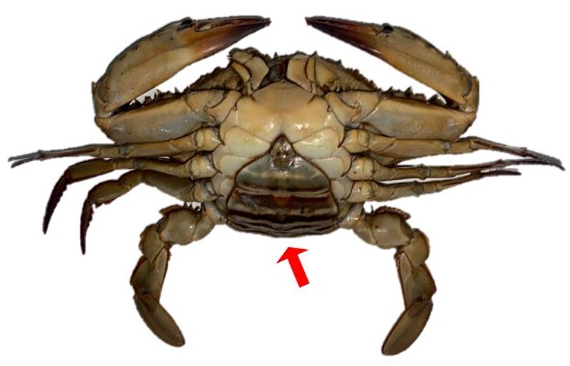 腹部自然連附於胸部腹甲之蟳蟹