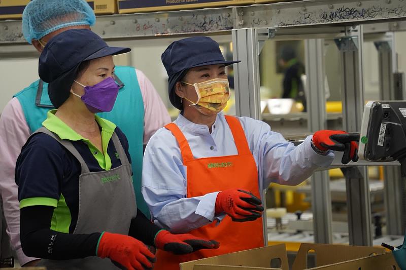 屏東鳳梨導入冷鏈  海運外銷日本