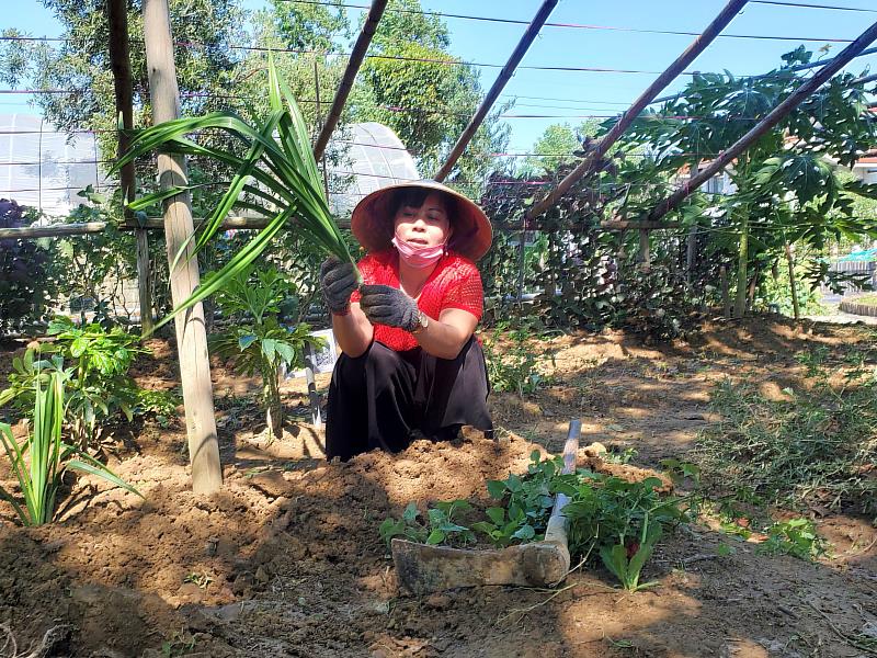 印尼姊妹介紹社區菜園知足園內東南亞作物(縣府提供)