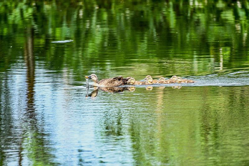 臺東縣環境保護局攜手教育處29日推導覽解說員培訓暨生態調查工作坊 即日起受理報名